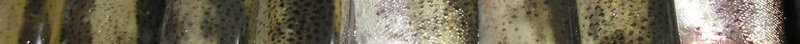 post-1464-0-76188000-1359902419_thumb.jpg
