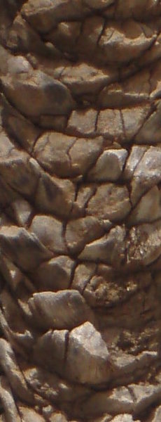 post-2337-0-24873000-1309026219_thumb.jpg