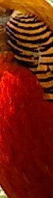 post-3-0-63435000-1310418548_thumb.jpg