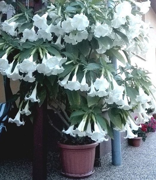 Brugmansia.jpg