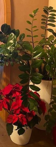 Zamiokulkas, Vianočná ruža.jpg