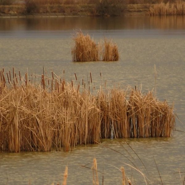 Seniansky rybník.jpg
