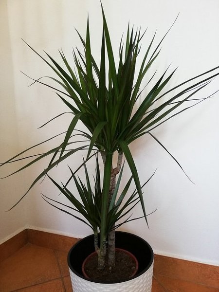 Dracena lemovaná.jpg
