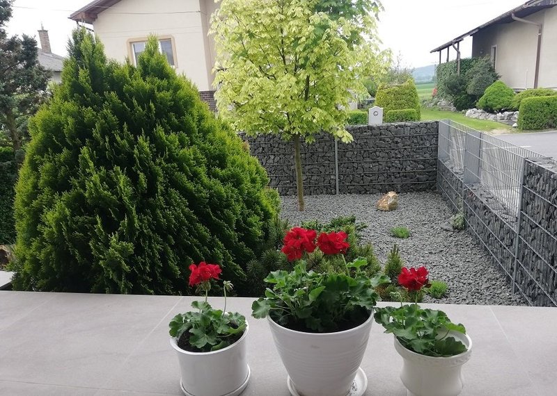 Muškáty, zeleň...jpg