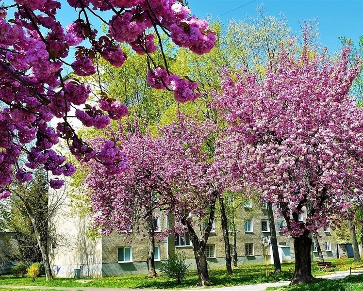 Sakura.jpg