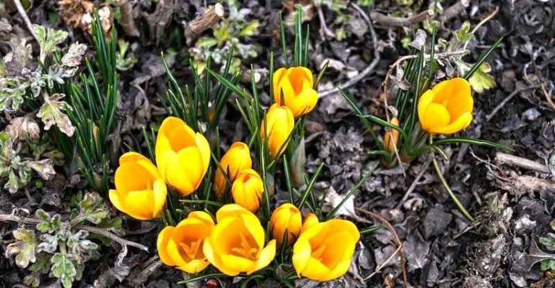 Šafran  krókus.jpg