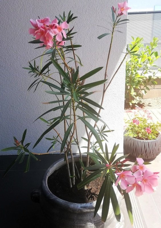 Oleander ružový.jpg