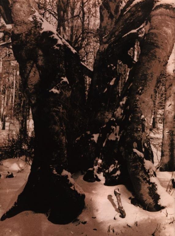 Třešť - židovský cintorín