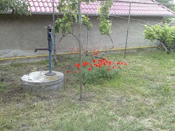 Poľné maky a starý sedliacky dvor.