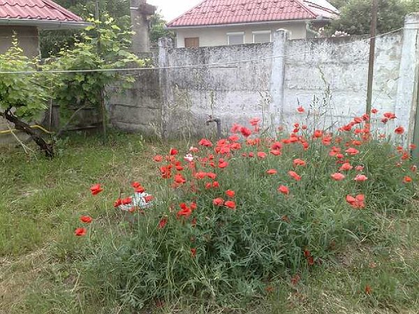 Poľné maky - nálet.