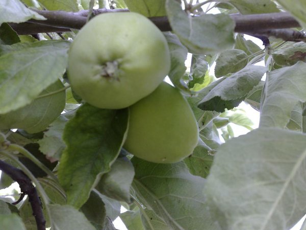 Možná úroda 2./ žeby calvados?/
