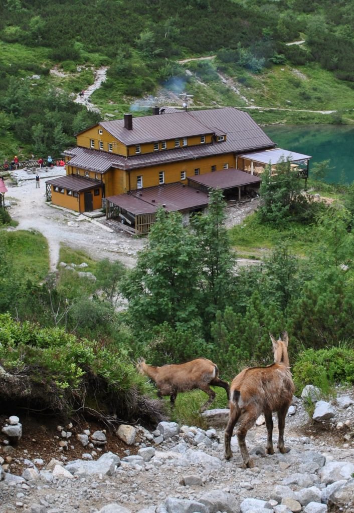 Kamzíky nás vyprevadili takmer po chatu :o) (júl 2011)