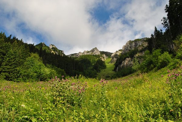 Belianske Tatry, oblasť chaty Plesnivec  (júl 2011)