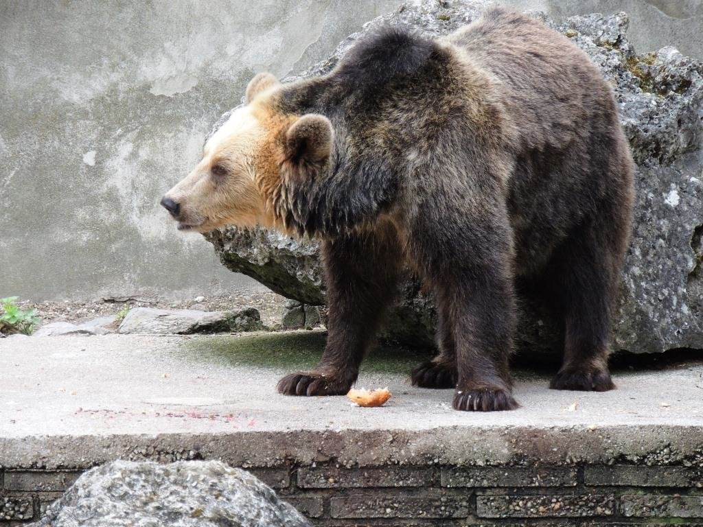 30 08 2013 Medveď (2)