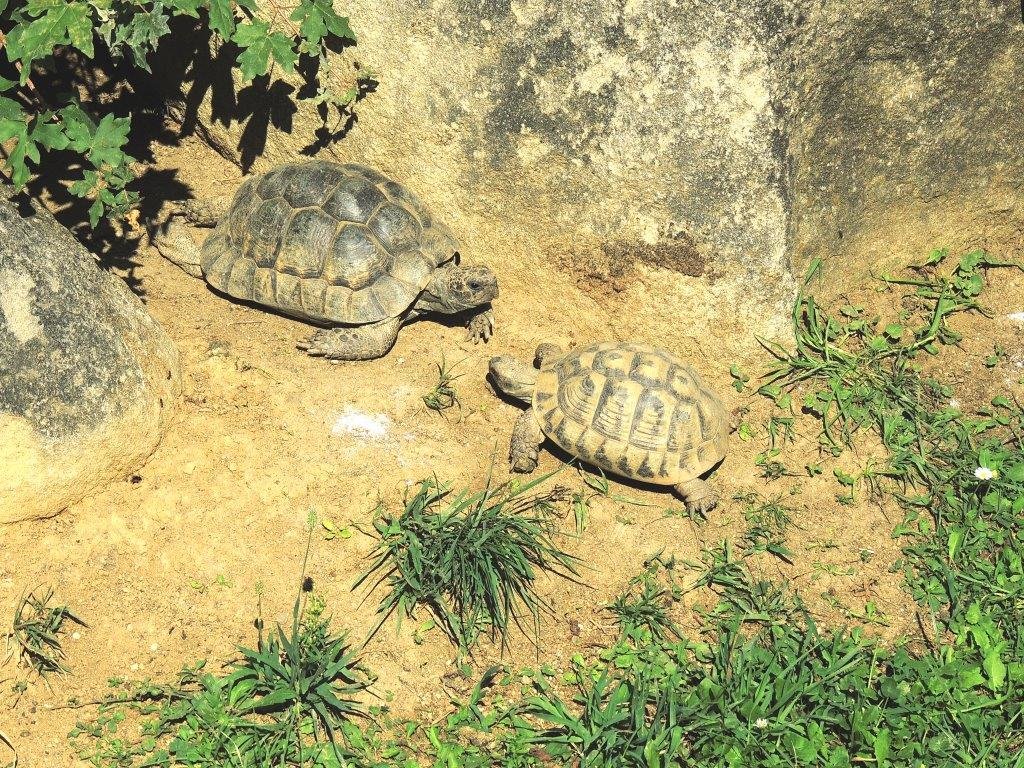 30 08 2013 Korytnačky