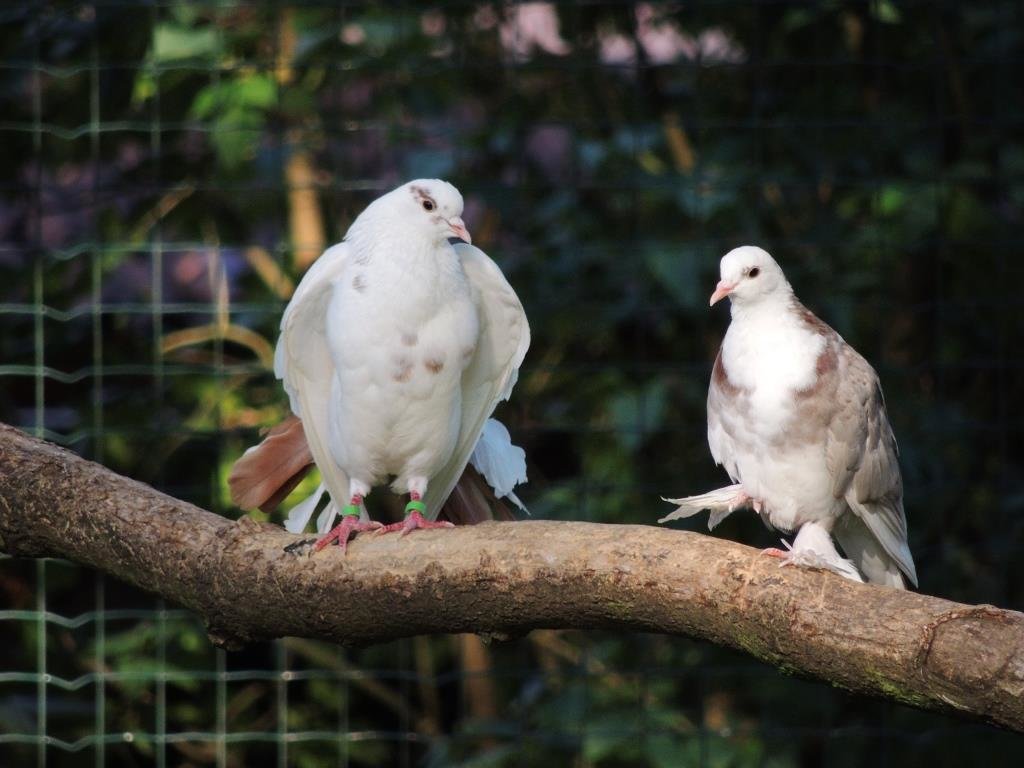 12 08 2013 Párik vo voliére