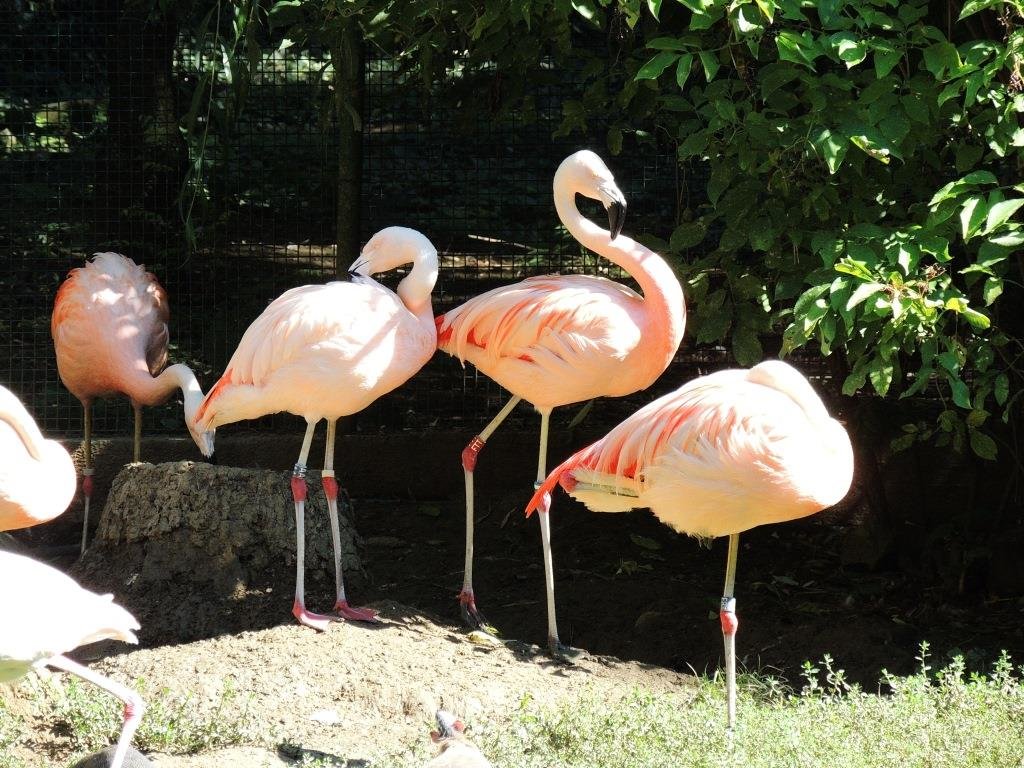 30 08 2013 Plameniak čilský