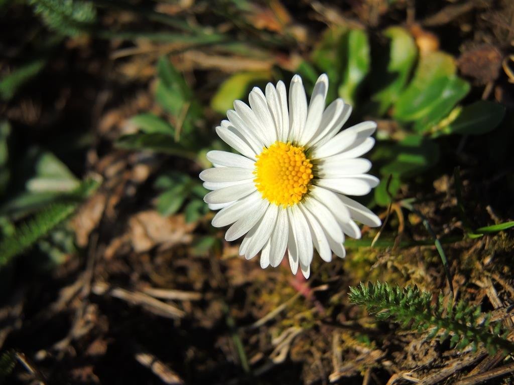 29 03 2014 Poľný kvet