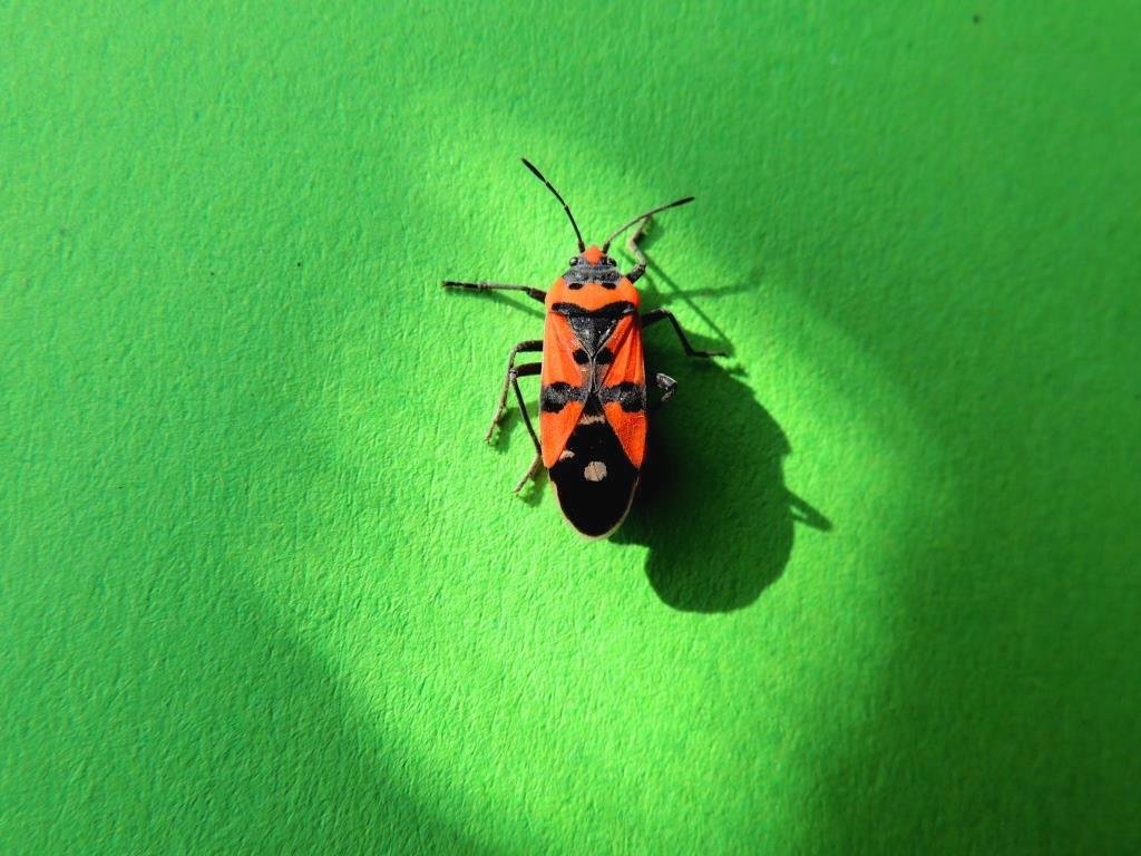 11 10 2013 Chrobák (2)