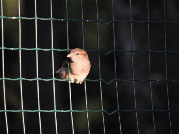 09 07 2013 Vrabec v plote (2)