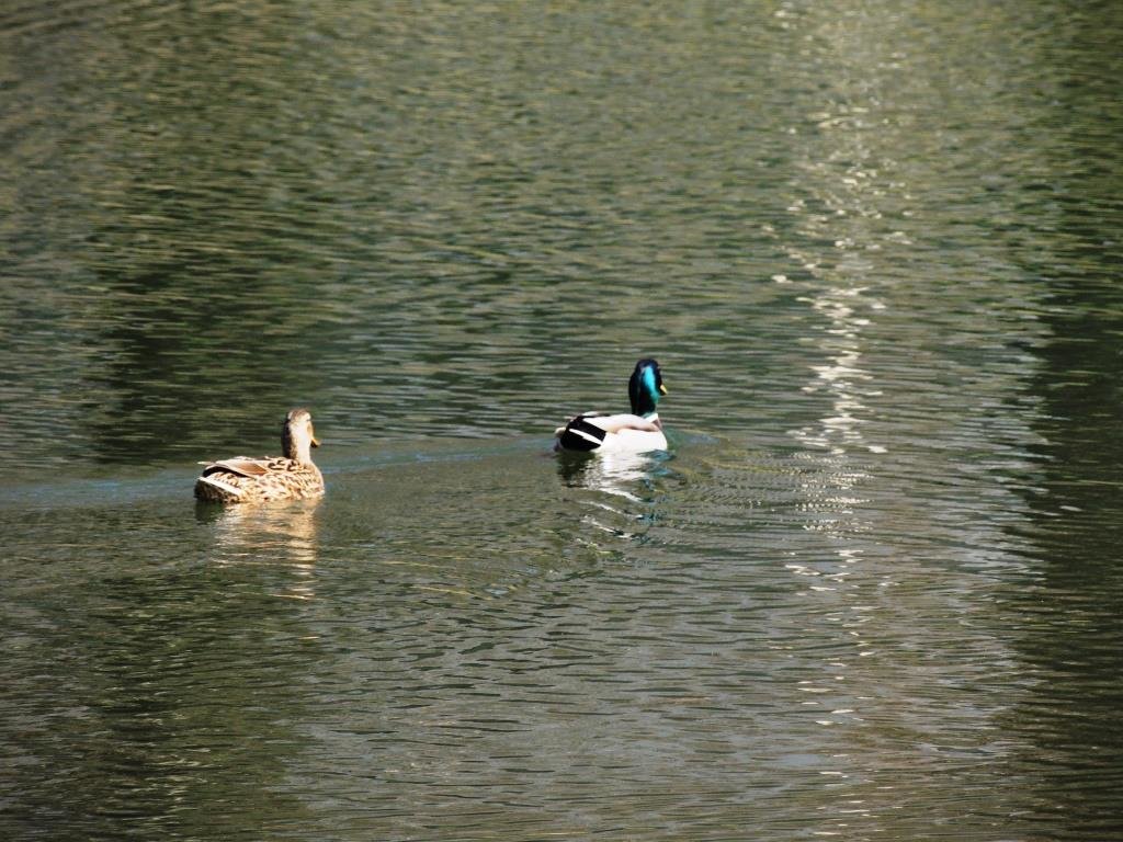 18 04 2013 Stupava   zámocký park B