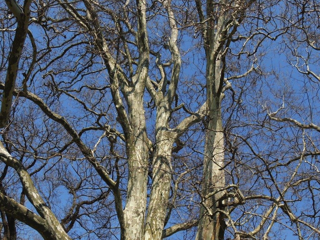 18 04 2013 Stupava   zámocký park E