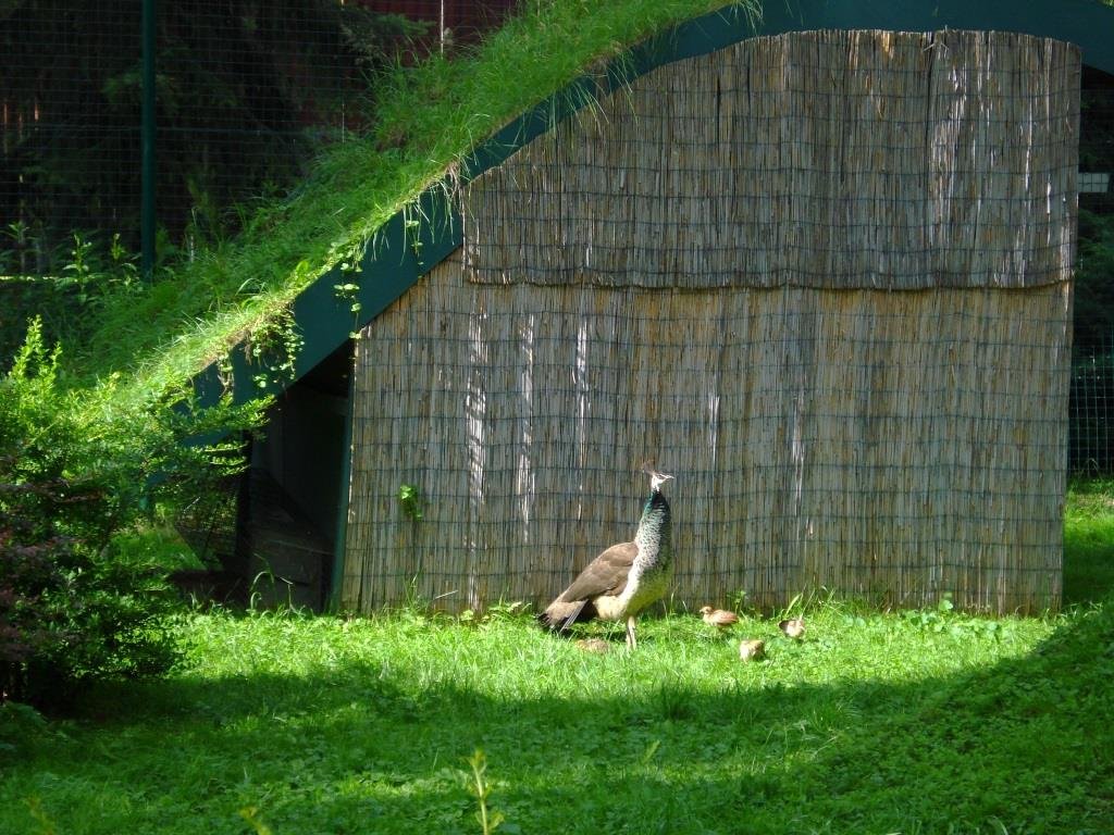 01 07 2013 Pávia rodinka (1)
