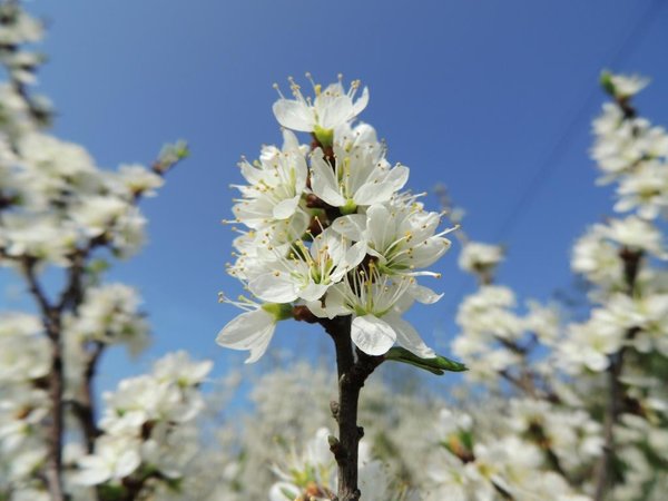 01 05 2013 Rozkvitnuté trnkové kríky