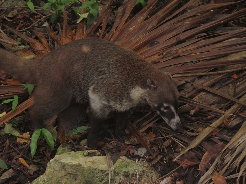 3 Mexiko, Belize, Guatemala zvieratká