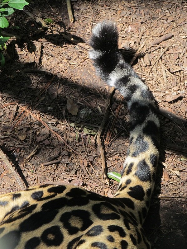 10 Mexiko, Belize, Guatemala zvieratká