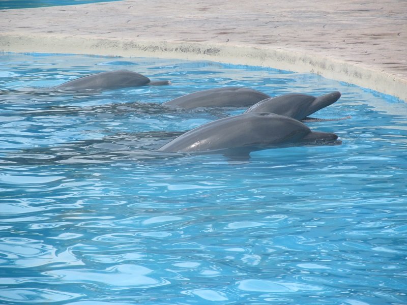 1 Mexiko, Belize, Guatemala zvieratká