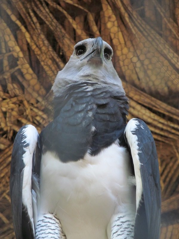 9 Mexiko, Belize, Guatemala zvieratká